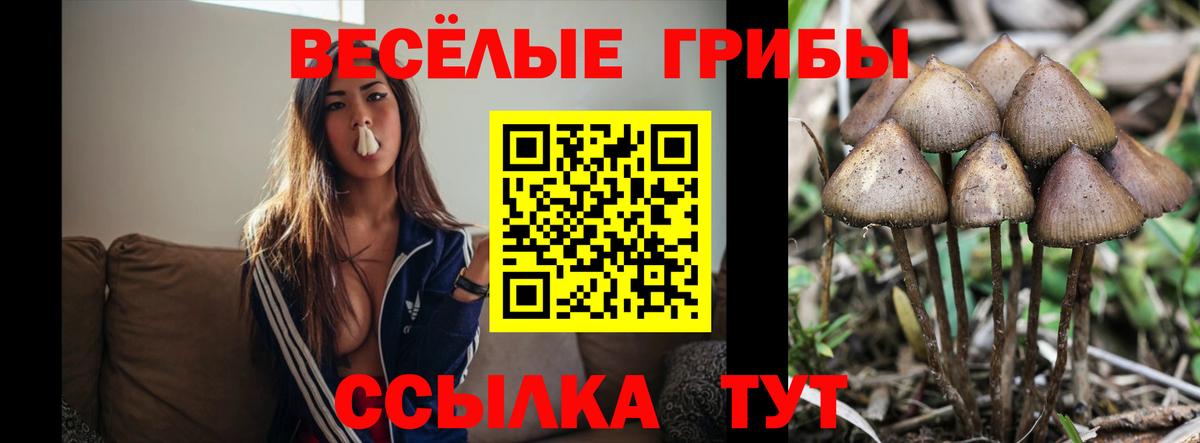 Галлюциногенные грибы Psilocybine cubensis  Вход с VPN  Псилоцибиновые грибы MAGIC MUSHROOMS  Острогожск 